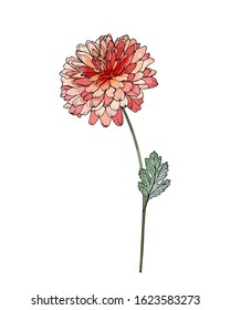 Chrysanthemum. Single dark pink flower on stem with green leaves. Isolated on white background. For floral design, valentines day greeting cards, wedding invitations. Hand drawn. Vector illustration.
