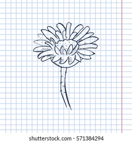 chrysanthemum sketch