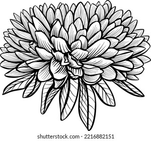 Chrysanthemum sketch  Autumn flower  The drawing is realistic in black   white style 