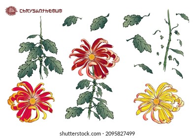 Chrysanthemum. Title written in japanese style font. Vector set of chrysanthemum illustration with leaves,stems and flowers in different colors. Hand drawn Japanese and modern tattoo style design.