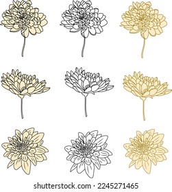 Chrysanthemum twigs. Black and white flowers. A set from an isolated collection of chrysanthemums. It is presented as a silhouette on a white background. 