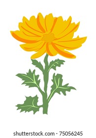 Chrysanthemum. Vector