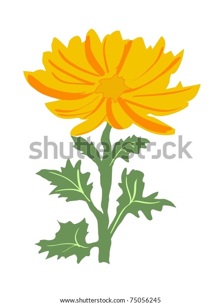 Chrysanthemum Vector Stock Vector (Royalty Free) 75056245