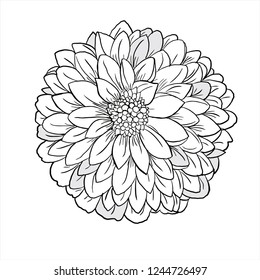 chrysanthemum vector, flower sketch, line drawing