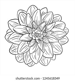 Chrysanthemum Vector, Flower Sketch, Line Drawing