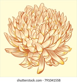 chrysanthemum vector, flower sketch, line drawing