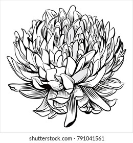 Chrysanthemum Vector, Flower Sketch, Line Drawing