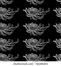 Chrysanthemum vector illustration. Doodle style. Design, print, logo, decor, textile, paper