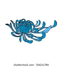 Chrysanthemum vector illustration. Doodle style. Design, print, logo, decor, textile, paper