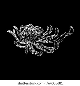 Chrysanthemum vector illustration. Doodle style. Design, print, logo, decor, textile, paper
