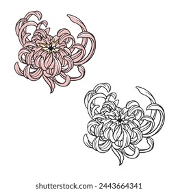 chrysanthemum vector illustration. Flower drawing with line art style. Simple design outline style