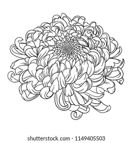 Chrysanthemum Vector Line Drawing 
