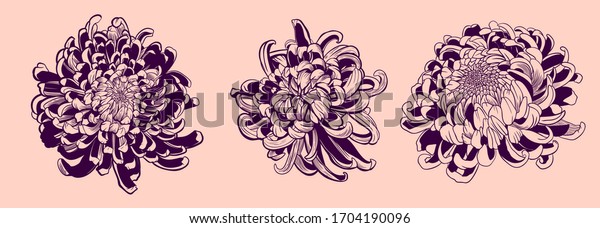 Chrysanthemum vector on pink background.\
Chrysanthemum set by hand drawing. Floral tattoo highly detailed in\
line art style.Flower tattoo color concept.\
Vector