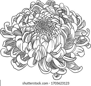 Chrysanthemum vector on white background. hand drawing illustration. Floral tattoo highly detailed in line art style. Flower tattoo black and white concept.