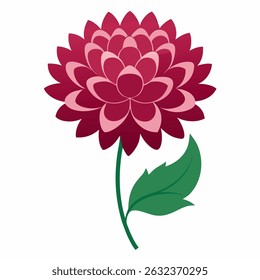 Chrysanthemum vector on white background