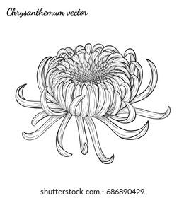 Chrysanthemum vector on white background.Chrysanthemum flower by hand drawing.Floral tattoo highly detailed in line art style.