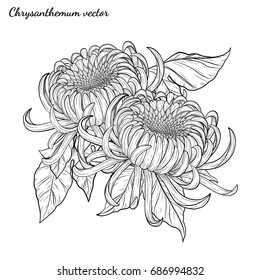 Chrysanthemum vector on white background.Chrysanthemum flower by hand drawing