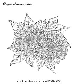 Chrysanthemum vector on white background.Chrysanthemum flower by hand drawing.Floral tattoo highly detailed in line art style.