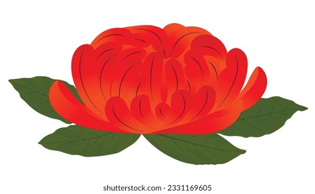 Chrysanthemum vector stock illustration.  A red peony bud. Isolated on white. Asian flower.