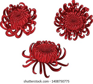 Chrysanthemum vector tattoo by hand drawing.Beautiful flower on white background.Red flower graphics design art highly detailed in line art style.