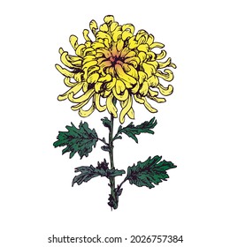 Chrysanthemum yellow flower, doodle colorfol drawing, woodcut style