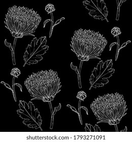 Chrysanthemen, Aster nahtloses Muster. Blumenhintergrund, handgezeichnet, Skizze.