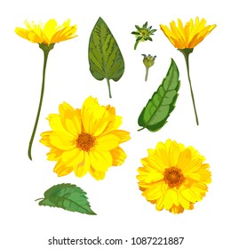 Chrysanthemums flowers. Vector floral set with isolated colorful yellow plants. Golden-daisy.