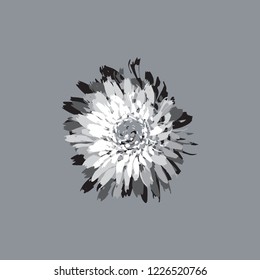 Chrysanthemums on a gray background. Vector illustration
