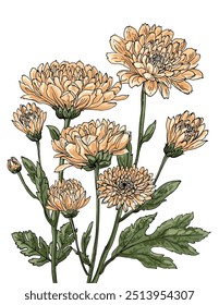 Chrysanthemums. Sketch of flowers. Flowers vector line drawing. Drawn by a black line on a white background.