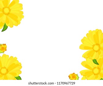 Chrysanthemums yellow background