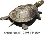 Chrysemys picta (Painted Turtle) Isolated 