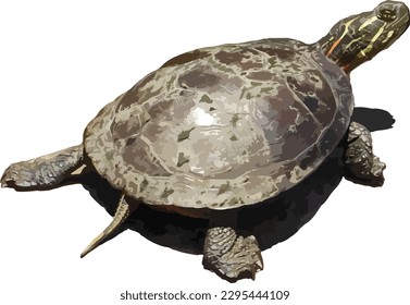 Picta de crisemys (tortuga pintada) aislada 