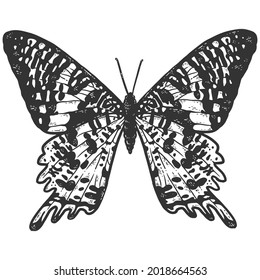 Chrysiridia rhipheus, butterfly. Sketch scratch board imitation coloring.