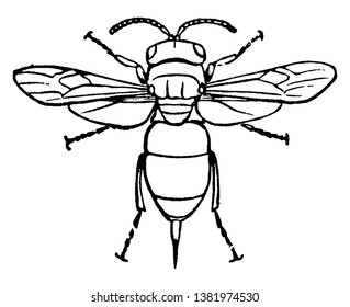 Chrysis is a very large genus of cuckoo wasps, vintage line drawing or engraving illustration.