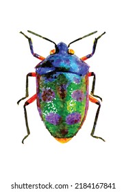 Chrysocoris stolli. Beetle vector illustration. Bug on white background. Entomology collection. Insect cartoon art. Aquarelle style. Picture for greeting card, logo, decoration and design.