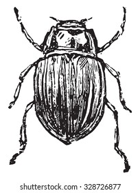 Chrysomelidae, vintage engraved illustration.
