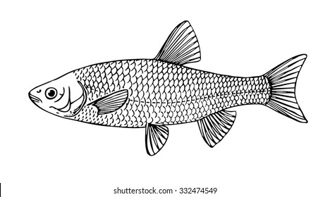 Chub fish