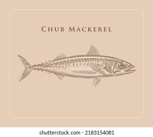 Chub Mackerel illustration in engraving style with details and high lights.