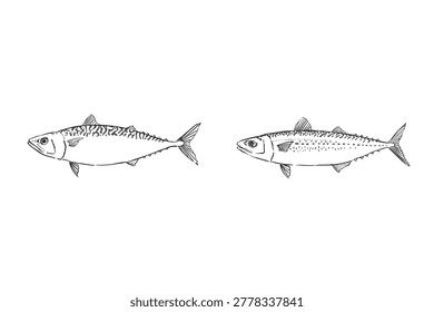 Chub Mackerel and Spotted Mackerel Comparison Illustration Line Art