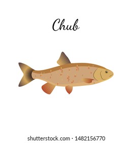 Chub river fish with name subscription. Chub isolated on white background. Big predatory fish. Vector illustration 