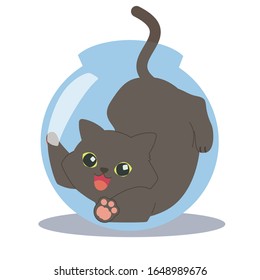 chubby cat playing in fishbowl Fluffy looking cat being playfull scratching fish bowl being happy and adorablely

