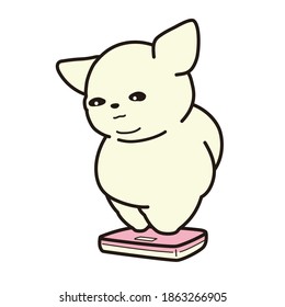 A chubby chihuahua weigh. white background.