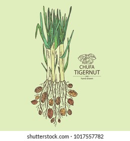 Chufa, chufa: tubérculo de chufa con nueces. Súper comida. Vector dibujado a mano ilustración