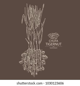 Chufa, tiger nut: tuber of chufa with nuts. Super food. Vector hand drawn illustration