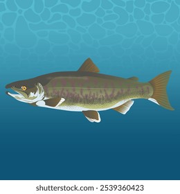 The Chum Fish Vector Image