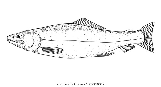 Chum salmon (Oncorhynchus keta). Pacific anadromous fish. Black and white hand drawing realistic vector image.