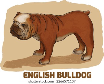 Chunky, muscular and wrinkled English bulldogs are loyal and tenacious companions with a distinctive pushed-in nose and friendly disposition.