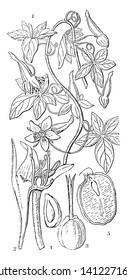 Chymocarpus pentafilus; 2. Uma seção longitudinal da flor; 3. Ovário do tropolum mujus; 4. Uma seção vertical de um carpo, mostrando a posição do ovo; 5. Parte direta da semente, colheita