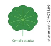 Cica - Centella asiatica. Green medicine plant with round shapes leaves. One leaf. Minimalistic botanical illustration for a label, package, design, infographic. Simple and quite icon. 