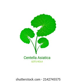 Cica vector illustration. Gotu kola icon logo template. Centella Asiatica ecological concept. Green leaf for organic cosmetics, natural products, food, medicine design. Isolated on white background